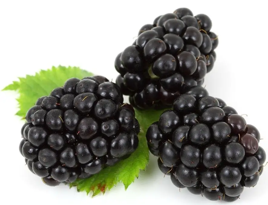 blackberries berry