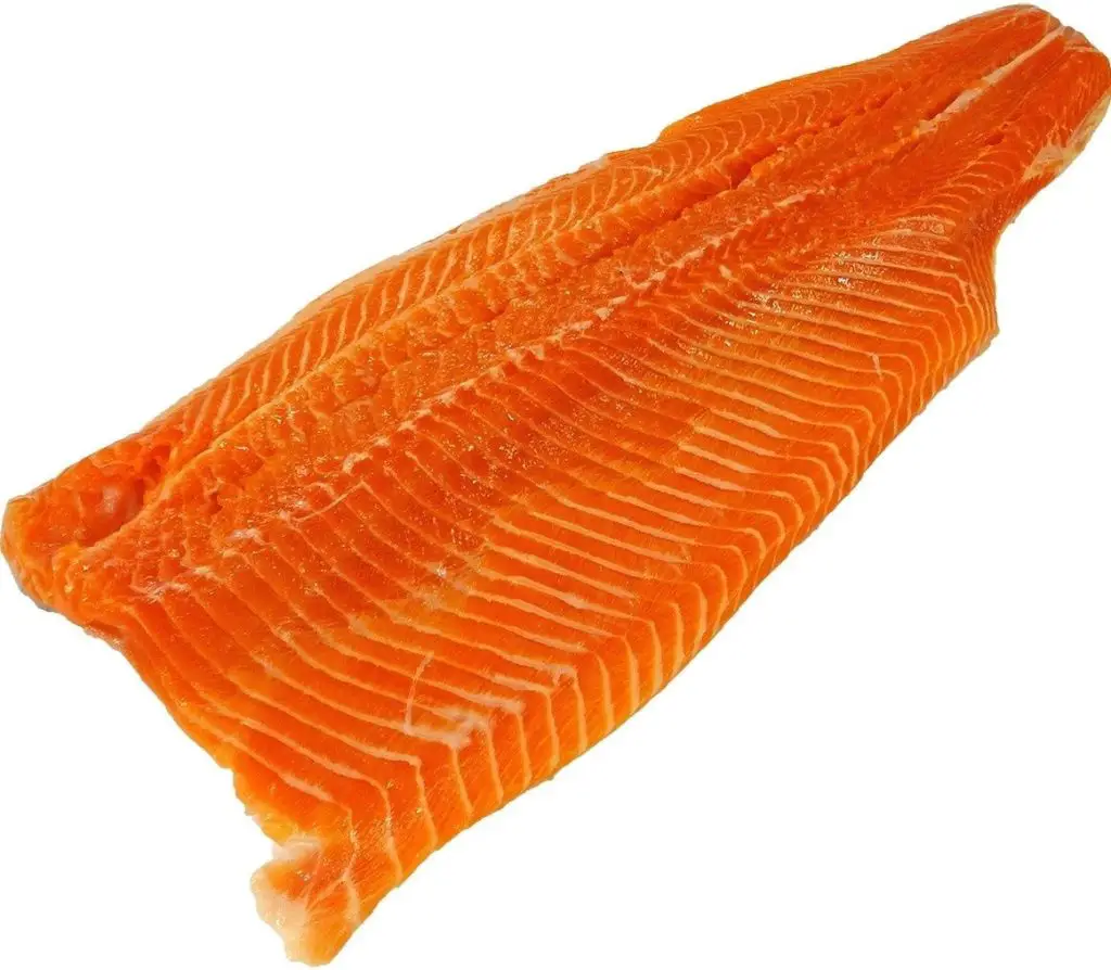 salmon fish 